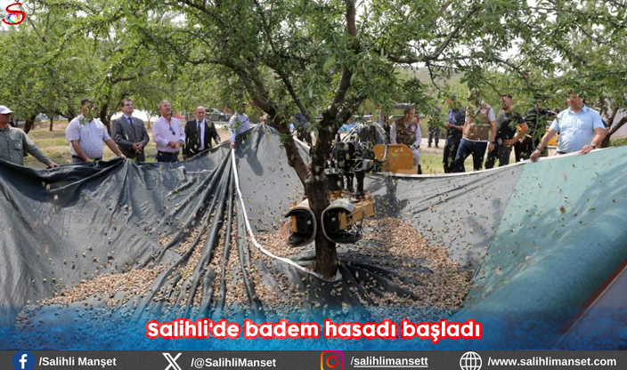 Salihli'de badem hasadı başladı