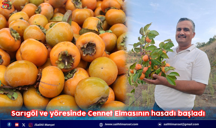 Sarıgöl ve yöresinde Cennet Elmasının hasadı başladı