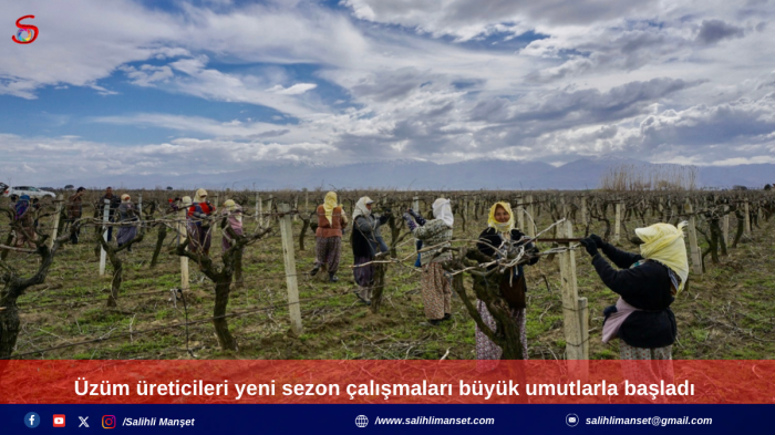 Üzüm üreticileri yeni sezon çalışmaları büyük umutlarla başladı 